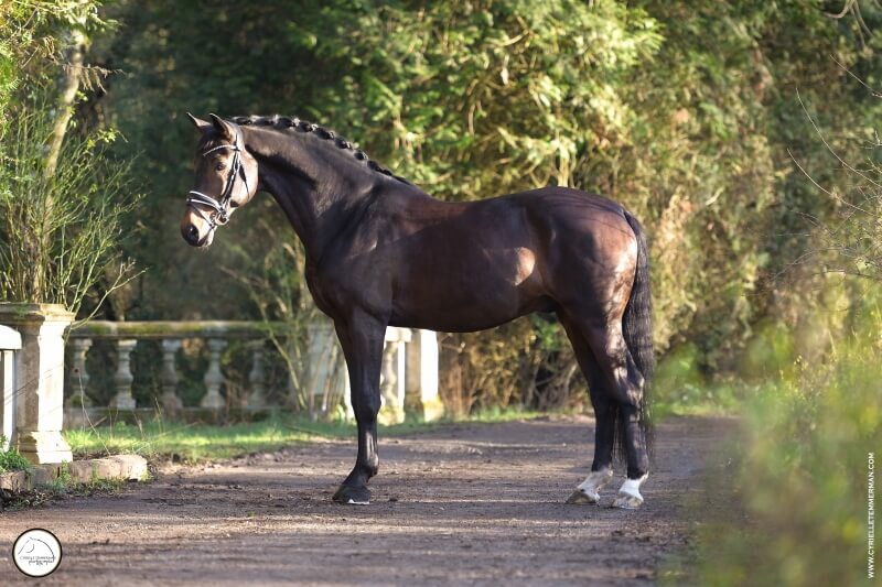 Mâle SELLE FRANCAIS