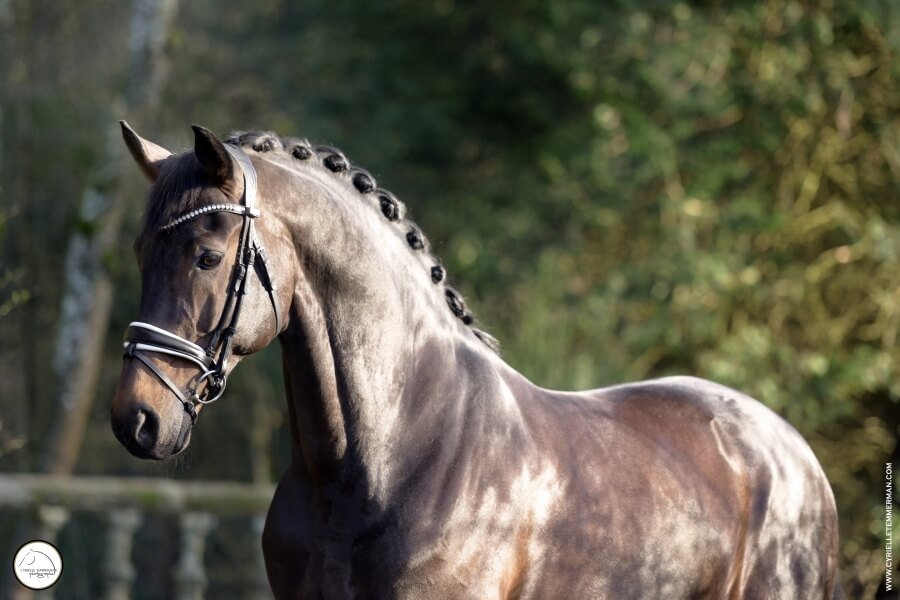 Stallion SELLE FRANCAIS by 