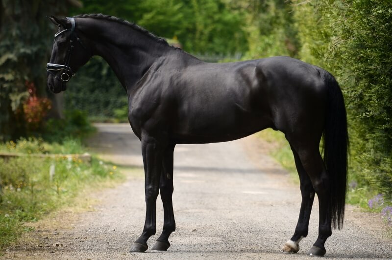 Hongre WESTFALEN RIDING HORSE