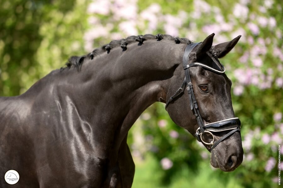 Gelding WESTFALEN RIDING HORSE by 