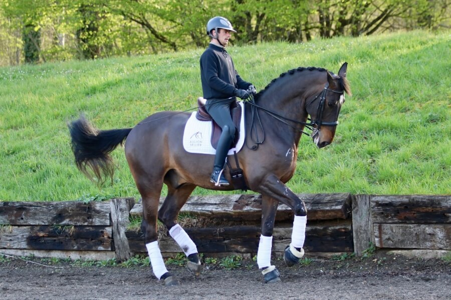 Gelding CAVALLO PORTUGUES DESPORT by 