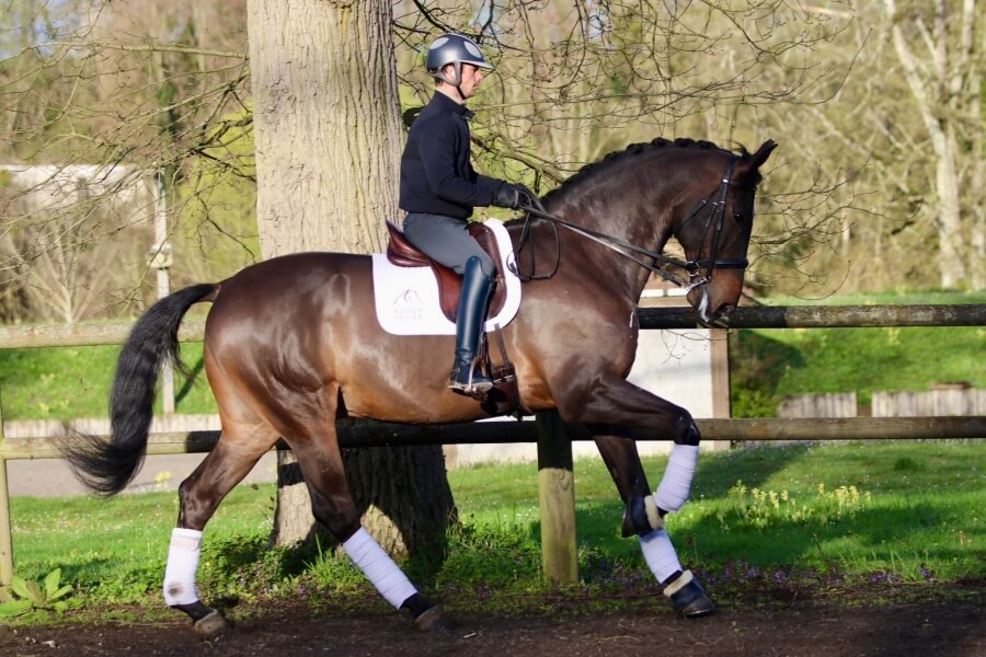 Gelding CAVALLO PORTUGUES DESPORT by 