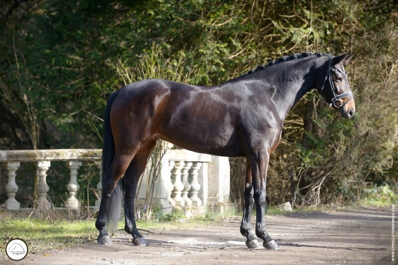 Femelle KON. WARM PAARD NEDERLAND