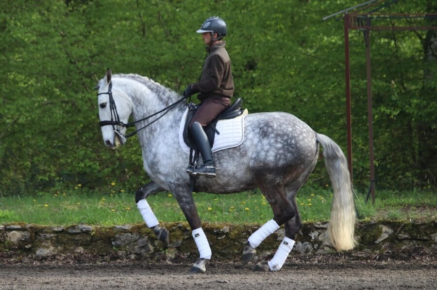 Hongre PURE RACE LUSITANIENNE Par 