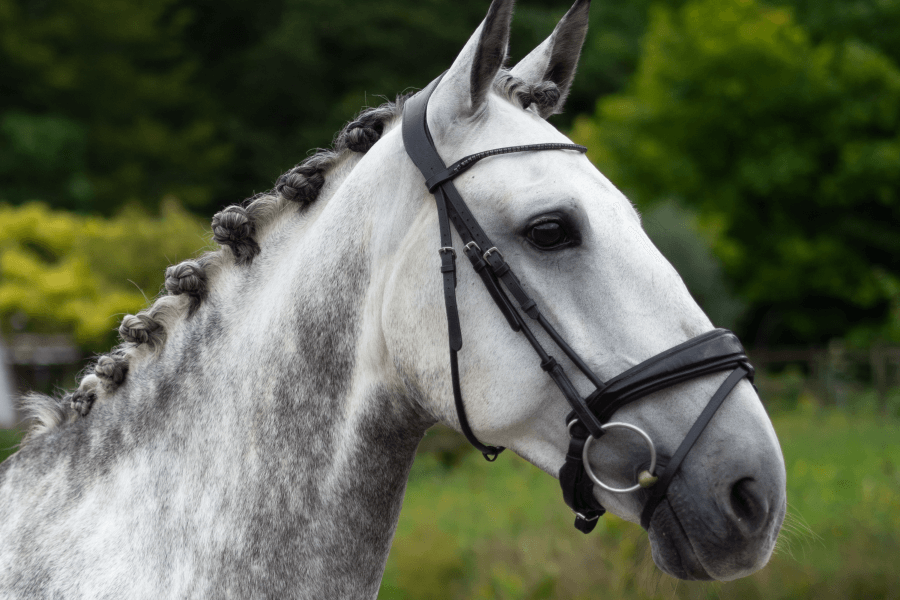 Hongre PURE RACE LUSITANIENNE Par 