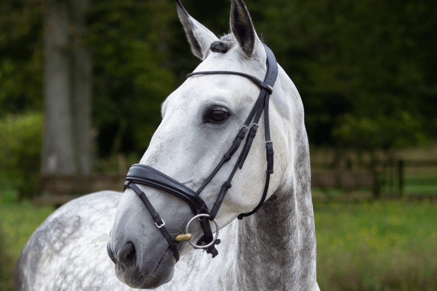 Hongre PURE RACE LUSITANIENNE Par 