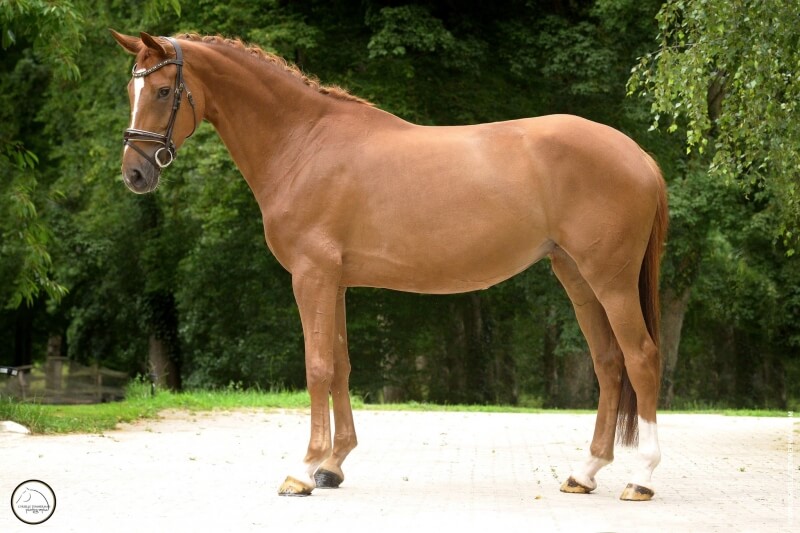 Femelle WESTFALEN RIDING HORSE