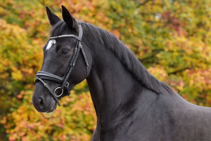 Femelle CHEVAL DE SPORT BELGE Par 
