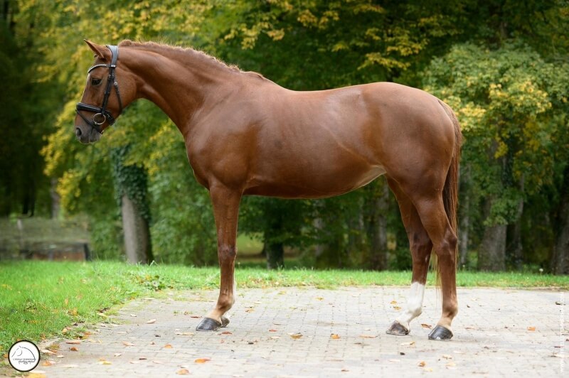 Femelle SELLE FRANCAIS