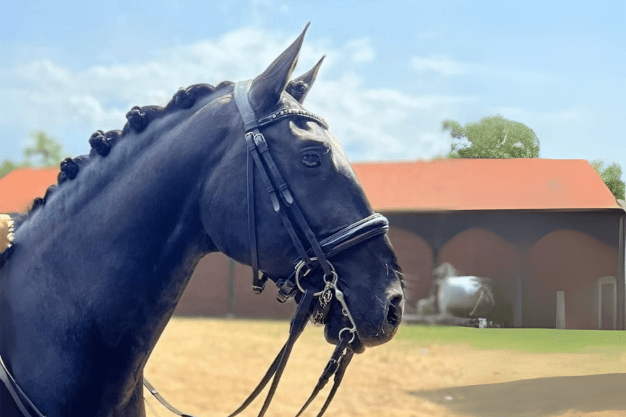 Stallion PURE RACE LUSITANIENNE by 