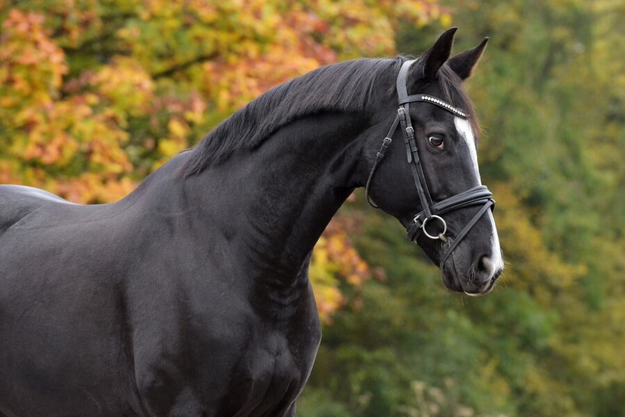 Gelding CHEVAL DE SPORT BELGE by 