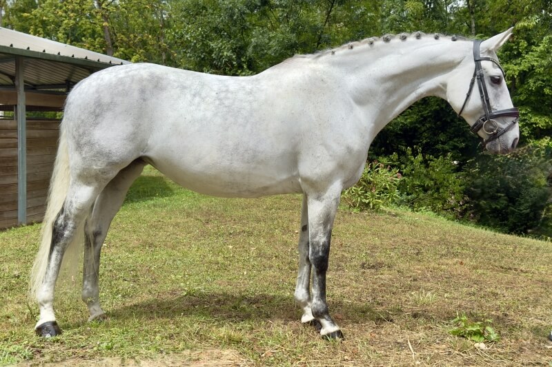 Mare KON. WARM PAARD NEDERLAND