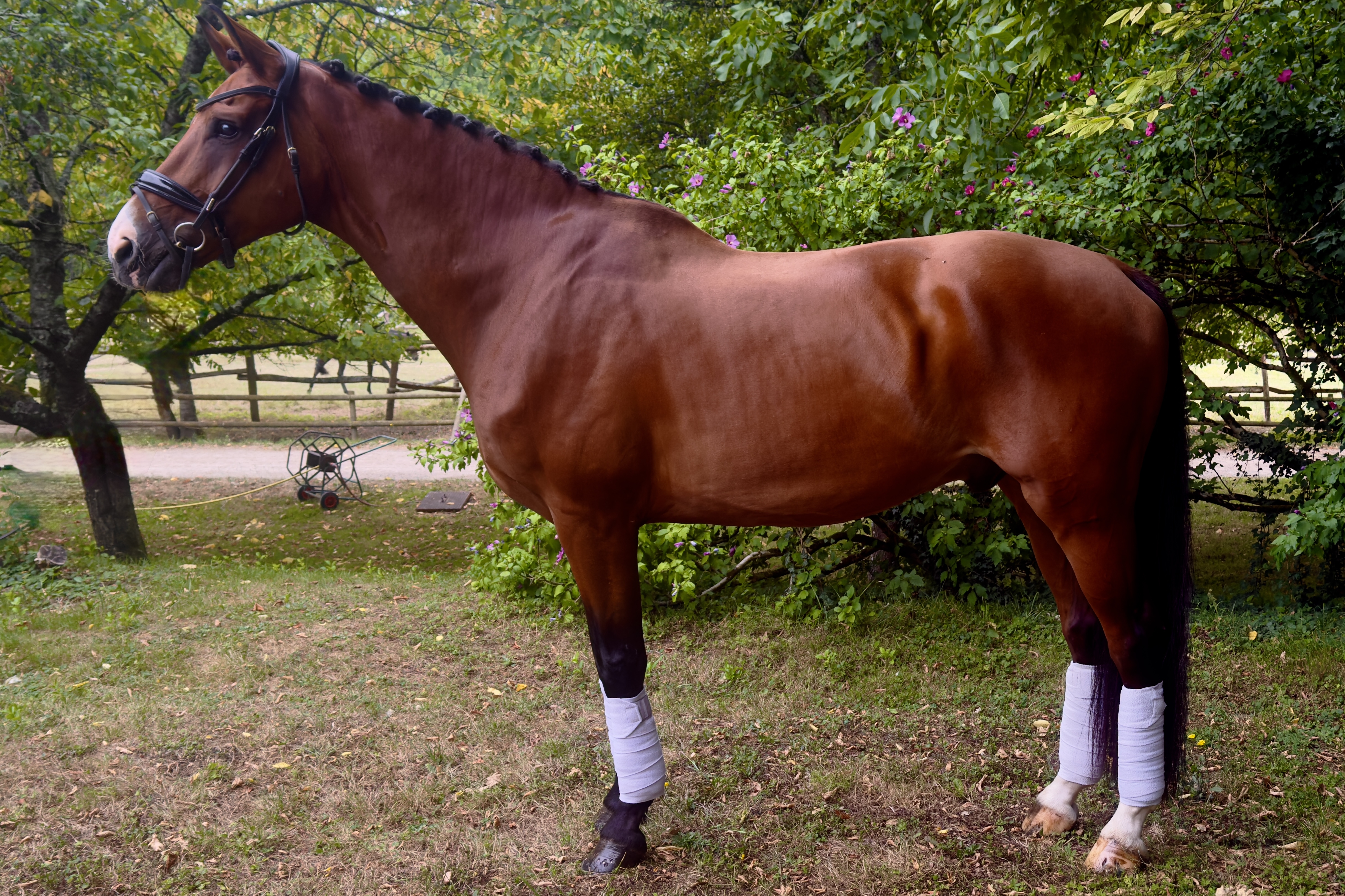 Stallion HANNOVERANER