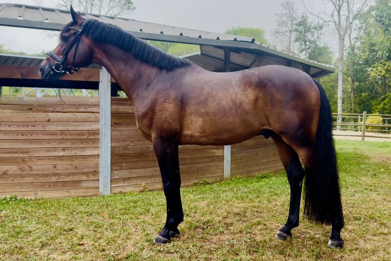 Gelding KON. WARM PAARD NEDERLAND