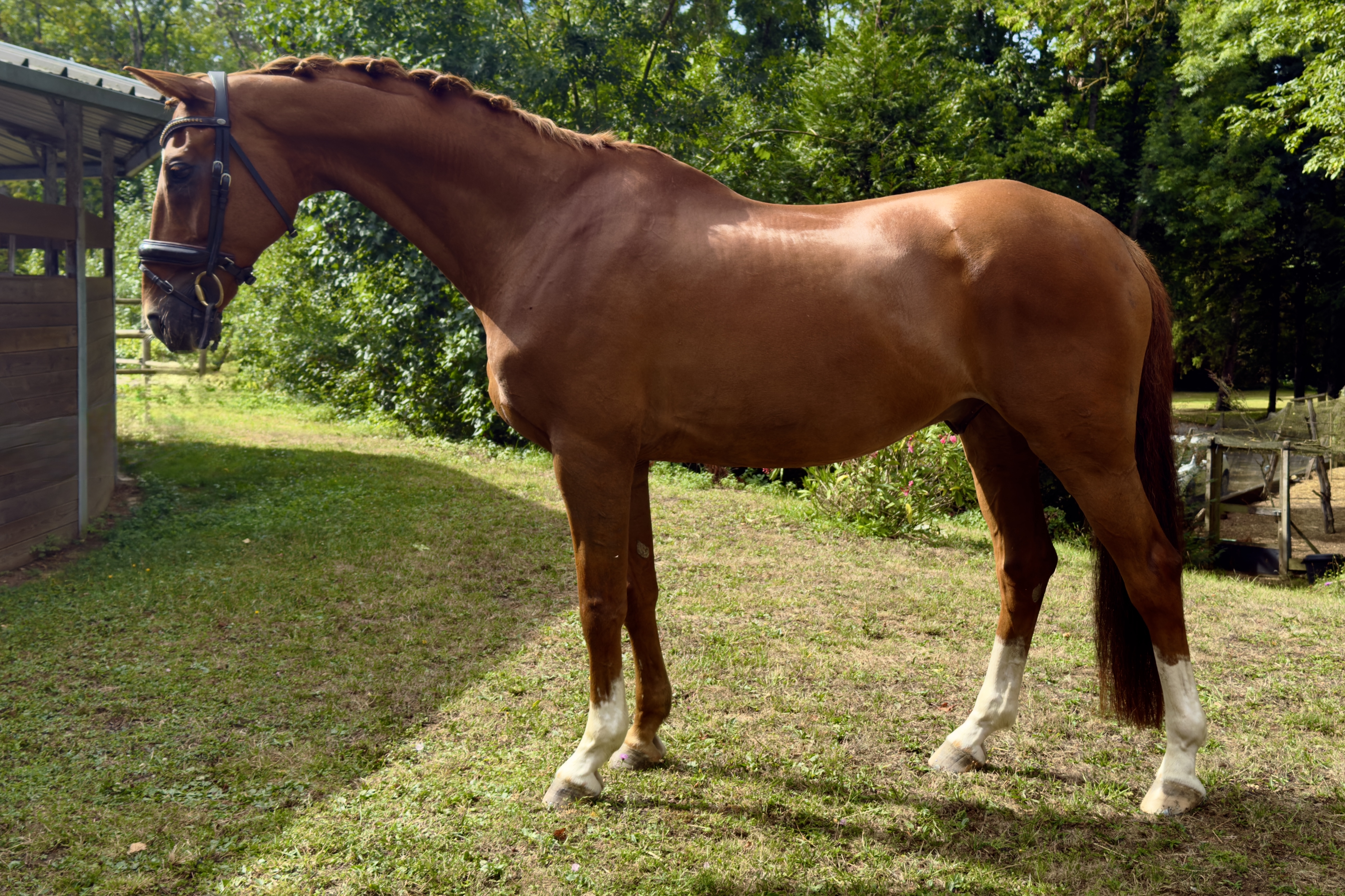 Gelding HANNOVERANER