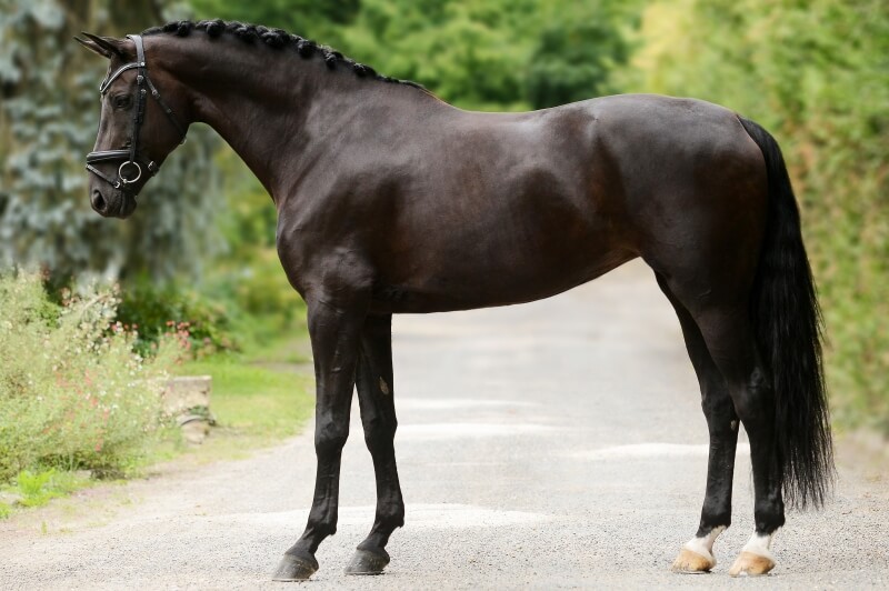 Mare RHEINISCHES WARMBLUT