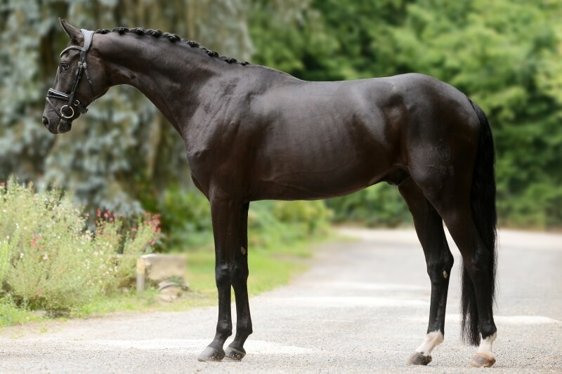Stallion WESTFALEN RIDING HORSE
