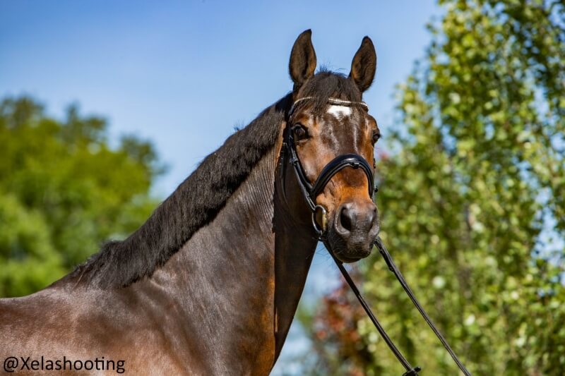 Hongre KON. WARM PAARD NEDERLAND