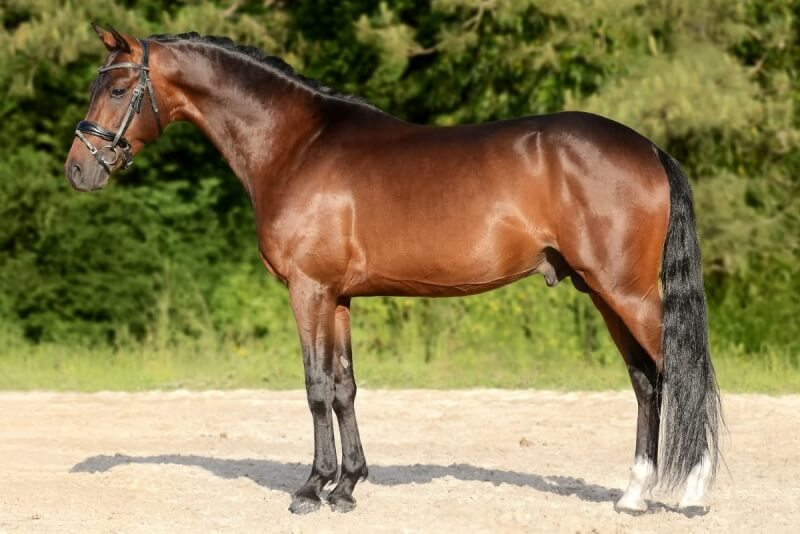 Stallion PONEY FRANCAIS DE SELLE