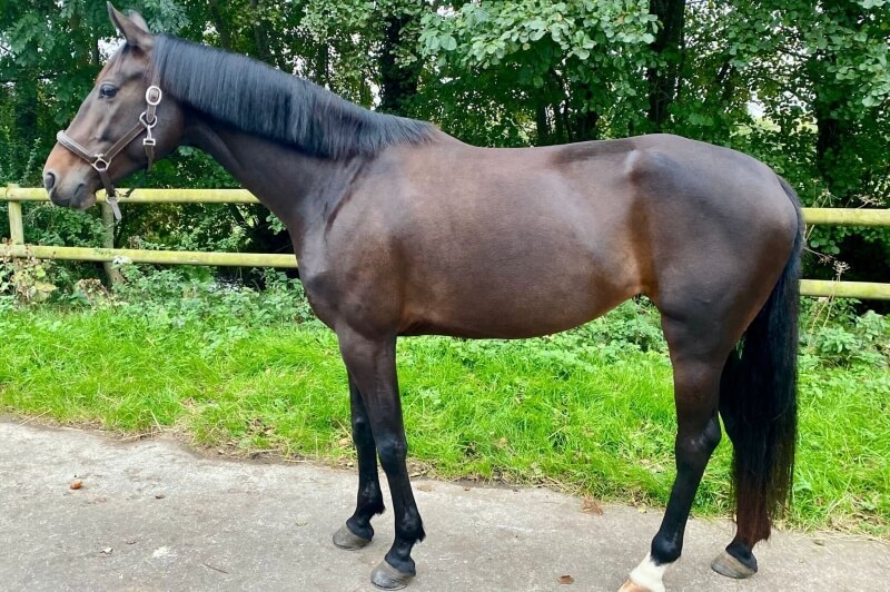 Mare KON. WARM PAARD NEDERLAND