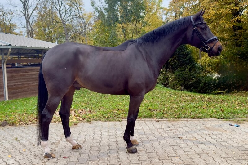 Gelding HANNOVERANER