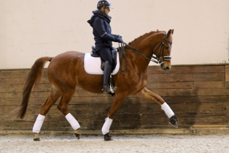 Hongre KON. WARM PAARD NEDERLAND