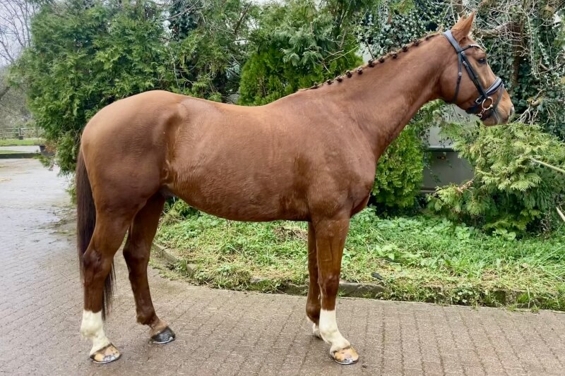 Mâle SELLE FRANCAIS