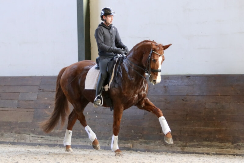 Mare HANNOVERANER