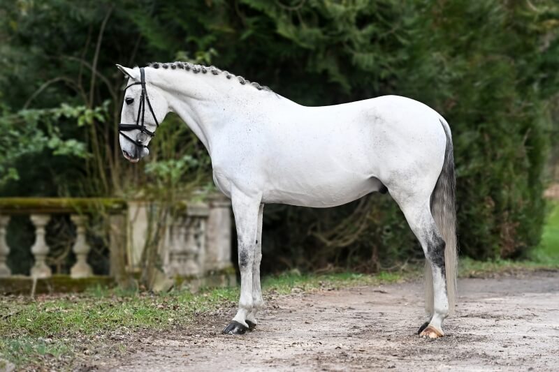 Hongre PURE RACE LUSITANIENNE