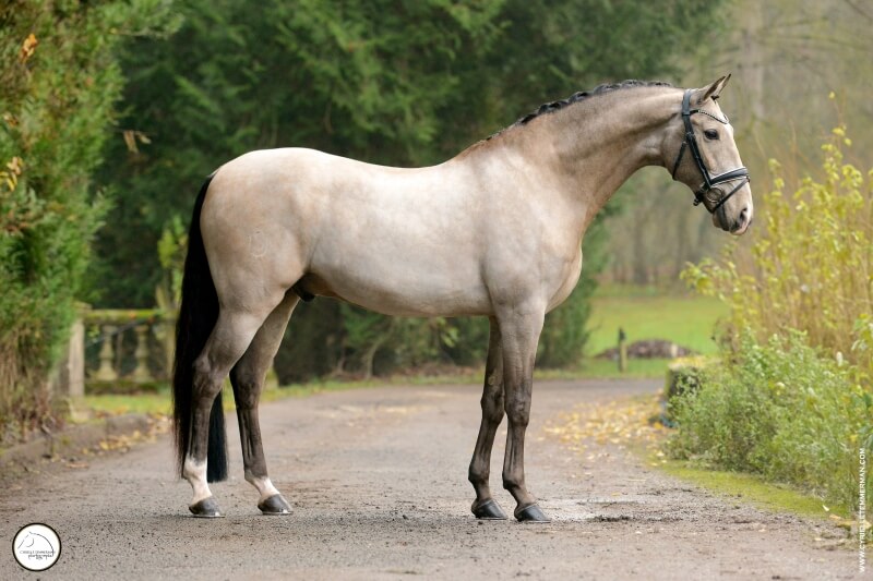 Hongre ORIGINE ETRANGERE SELLE