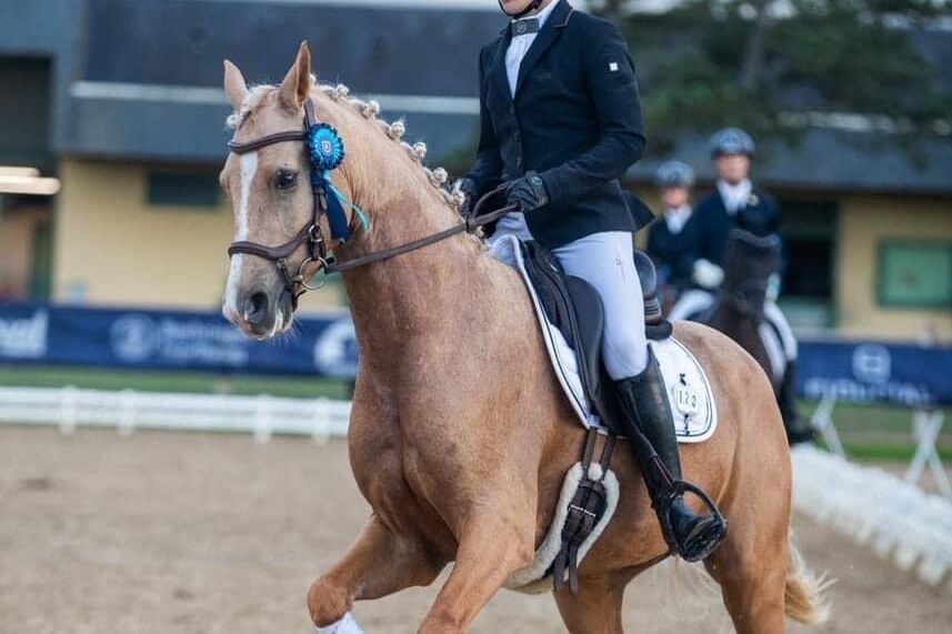Hongre DEUTSCHES REITPONY Par 