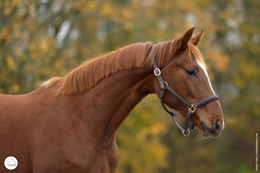 Femelle HANNOVERANER Par 
