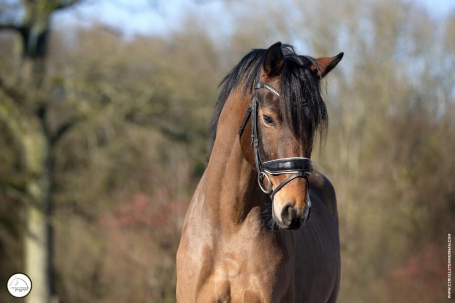 Gelding HANNOVERANER by 