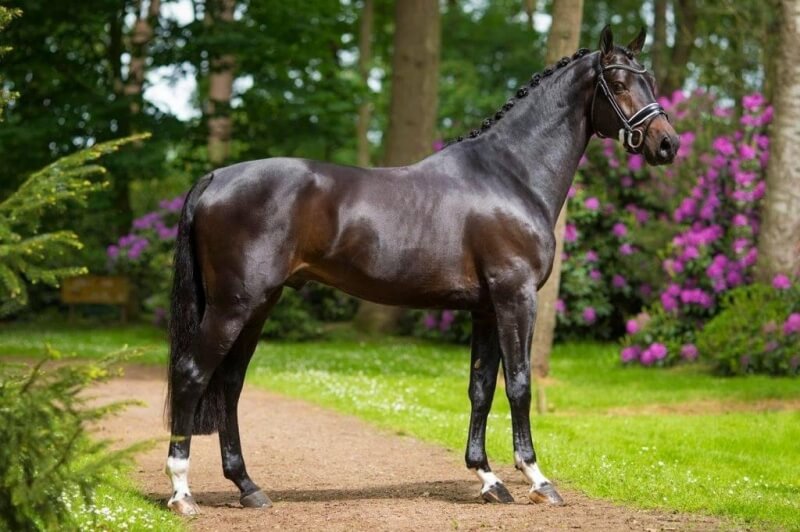 Mâle KON. WARM PAARD NEDERLAND