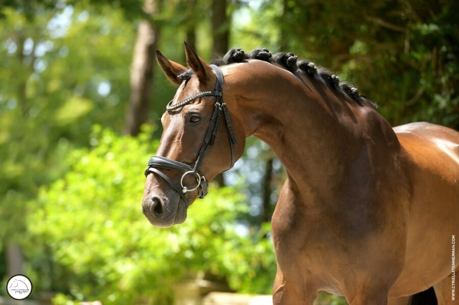 Hongre DANISH WARMBLOOD Par 