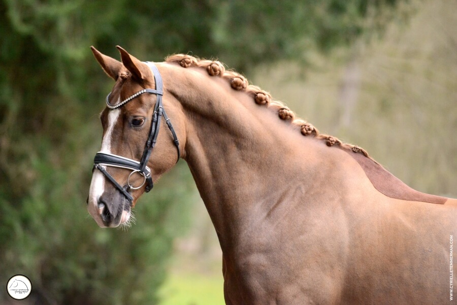 Gelding SELLE FRANCAIS by 