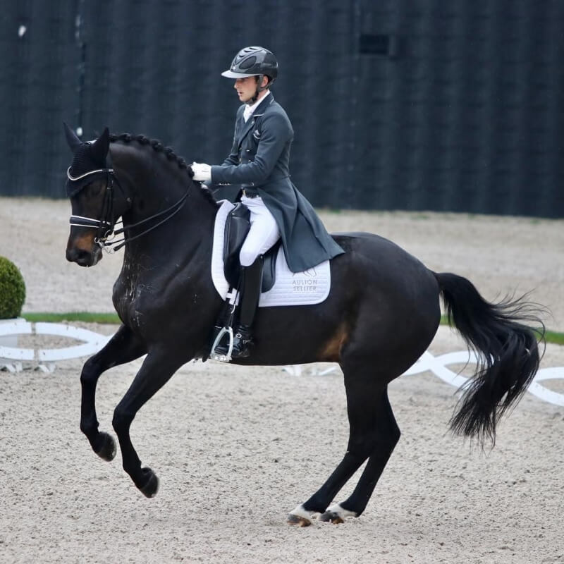 Technique Dressage : Construire son texte de RLM