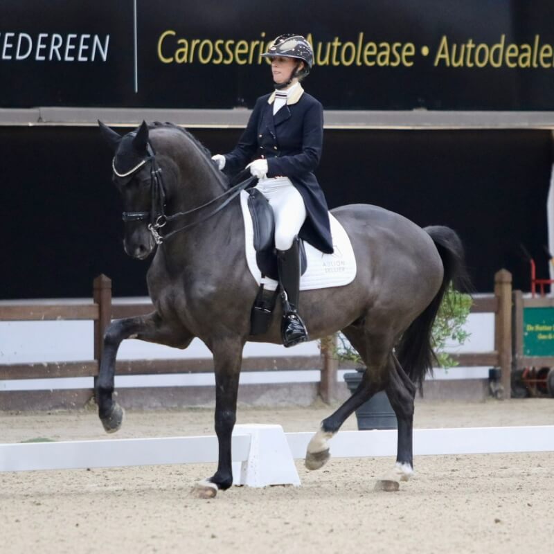 Technique Dressage : Le passage, méthode et analyse