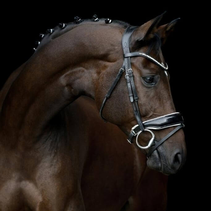 Two horses sold to Japan