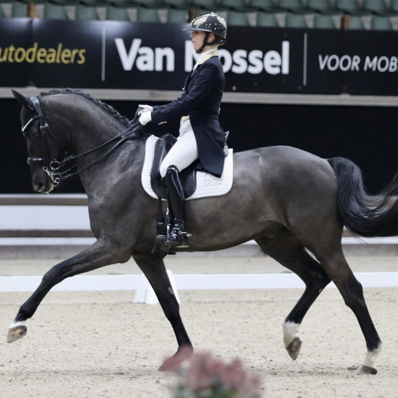 Technique Dressage : Creating expression in the trot