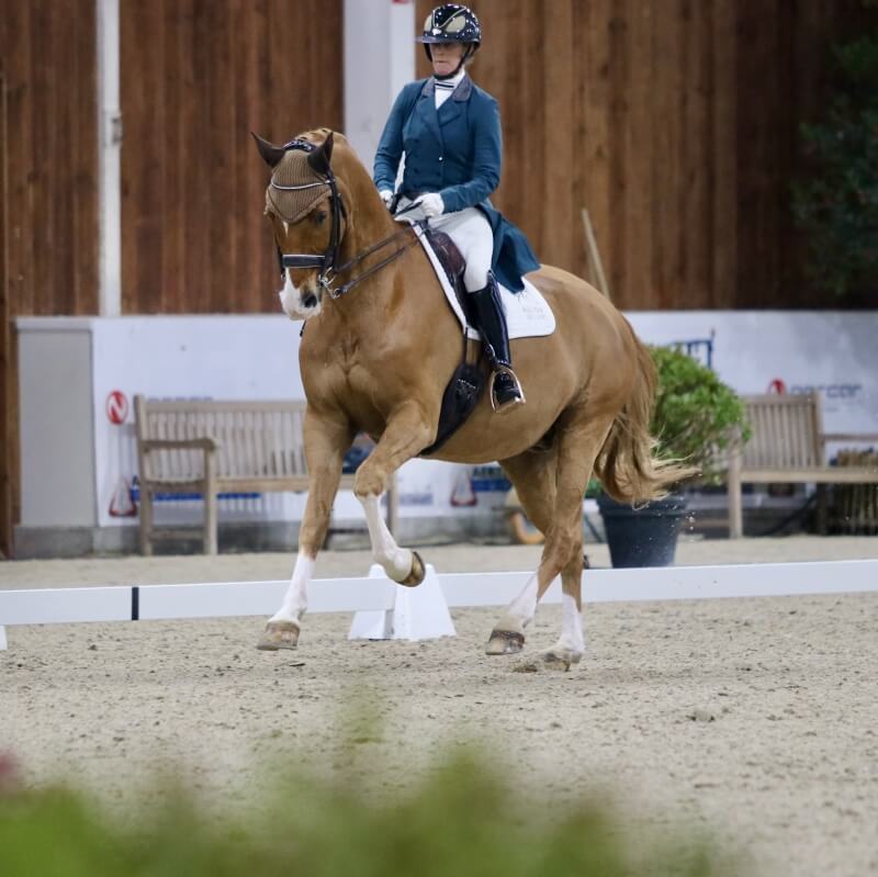 Technique Dressage : Improving the canter