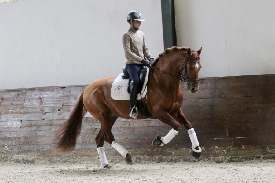 Trying a Horse for the First Time : Safety Precautions and Guidelines