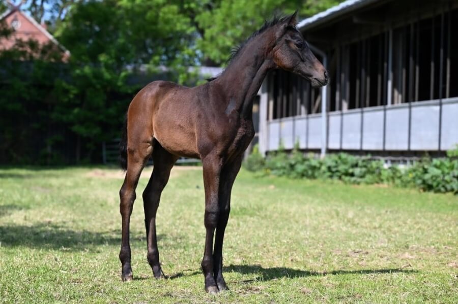 Detect the potential of a young horse