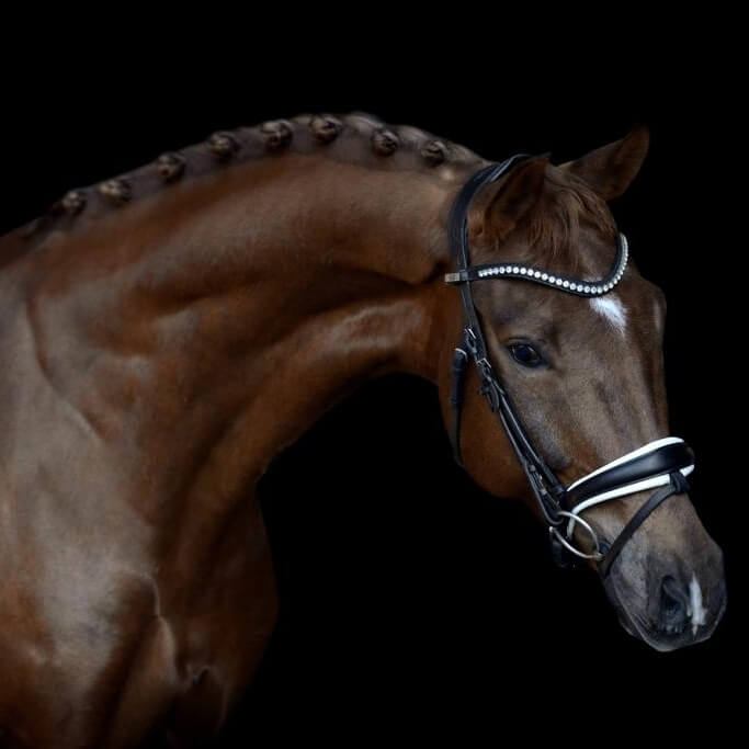 Fétiche de Hus qualified for World Breeding Championship