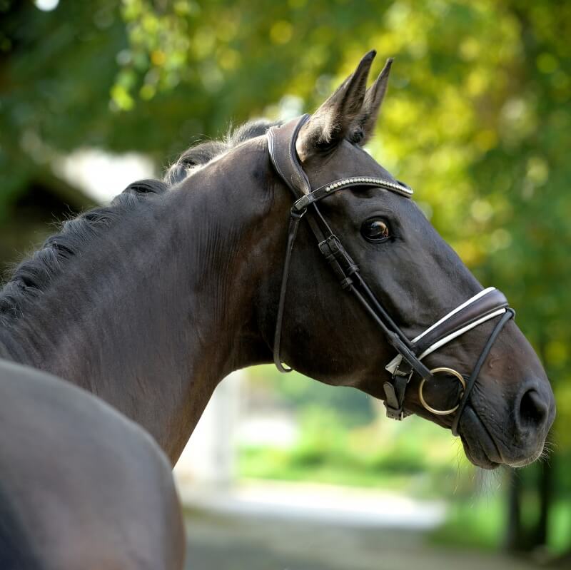 Grand Prix horse sold to USA makes new owner happy