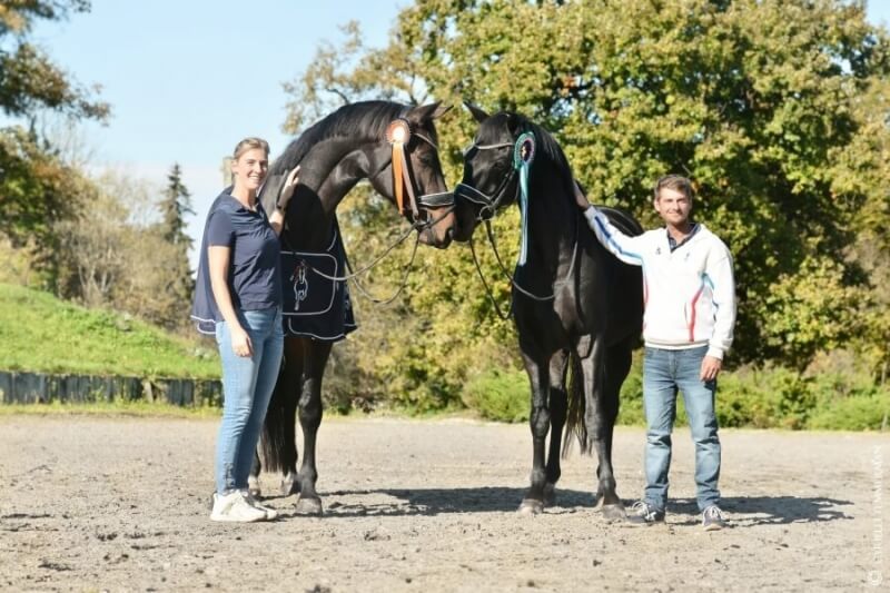 Acheter un cheval de dressage : Pourquoi faire appel à un agent ?