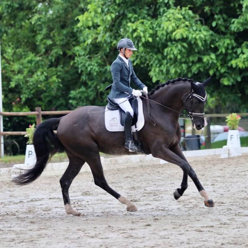 Conseil de Juge n°35 : Les incontournables chez le jeune cheval