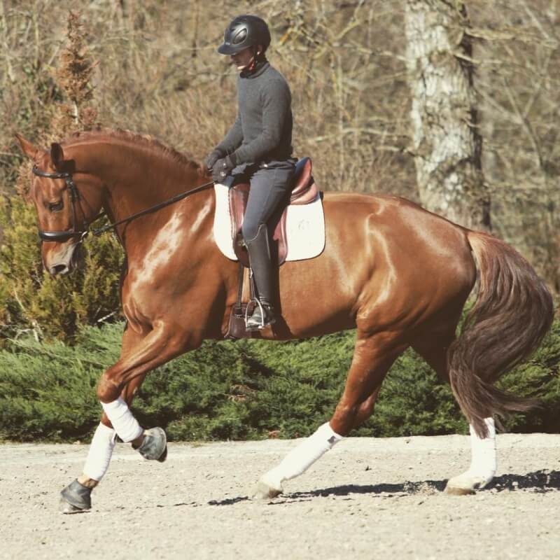 Conseil de Juge n°52 : Cercle au trot