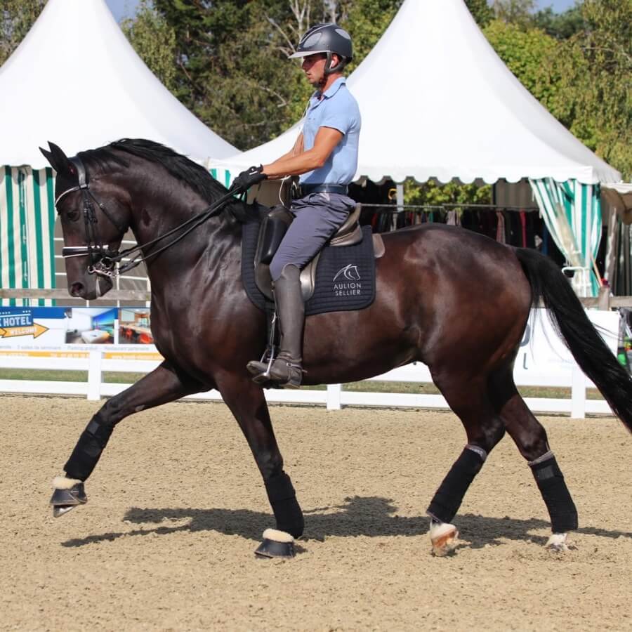 Conseil de Juge n°54 : La serpentine