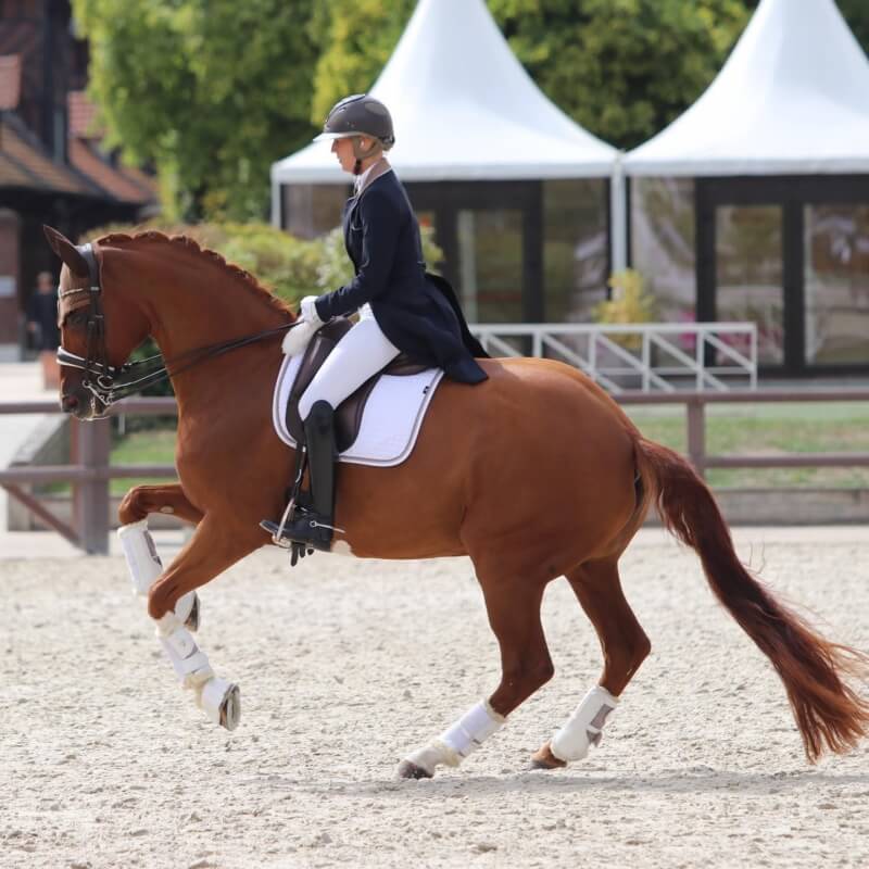 Conseil de Juge n°56 : La pirouette au galop